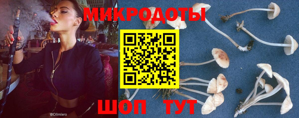 Галлюциногенные грибы Psilocybe  Вход с VPN  Клинцы 